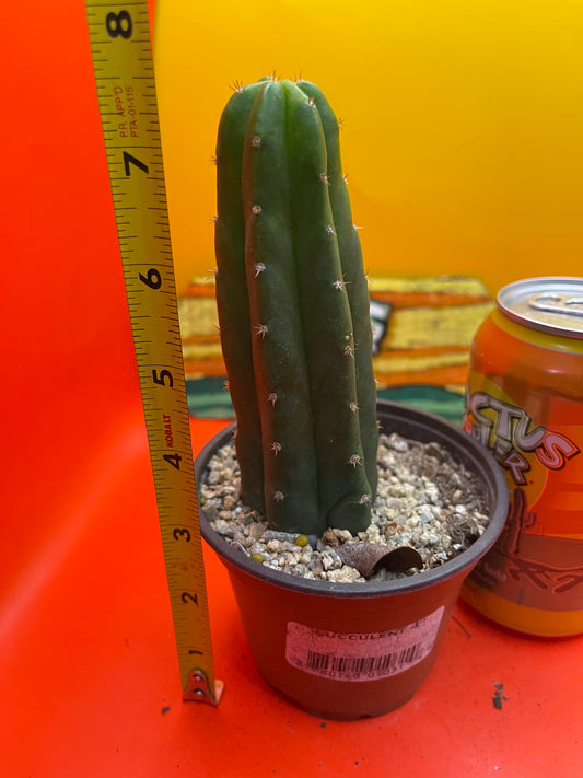 SAN PEDRO CACTUS in a pot