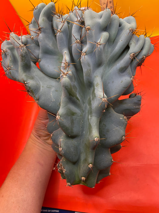 Cereus Monstrose