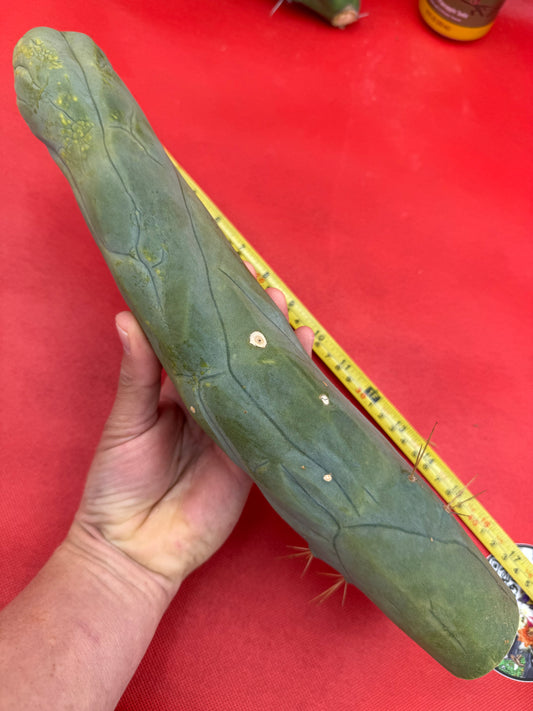 TBM-A well over a foot long !