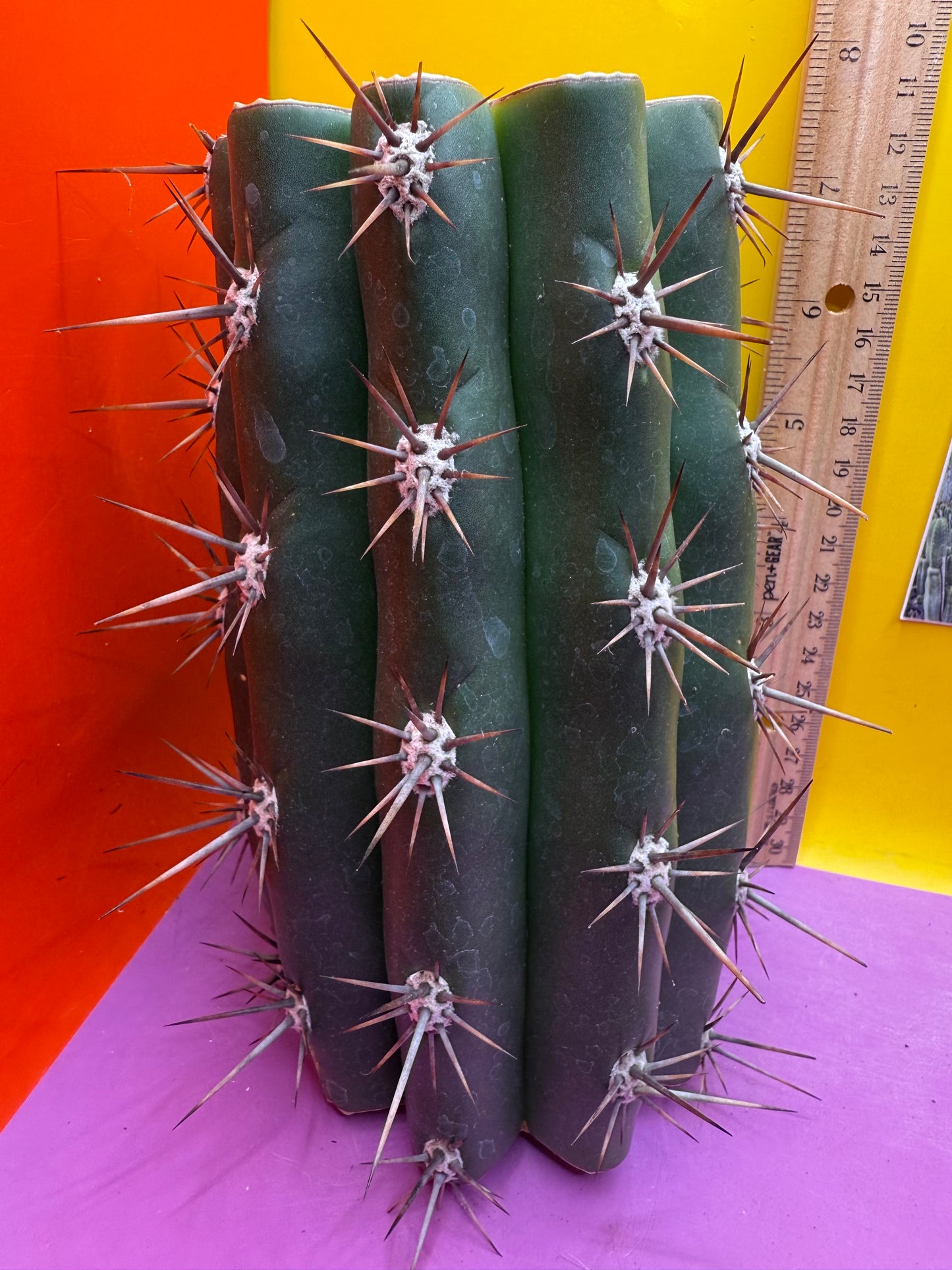 Huge San Pedro Cactus 🌶️Trichocereus Tacaquirensis !