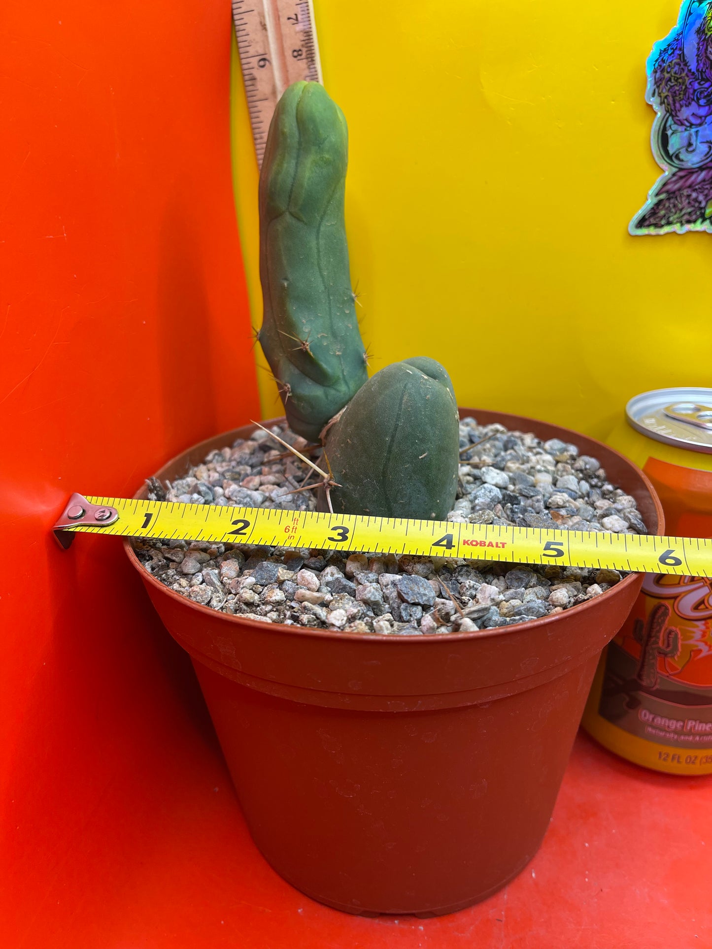 TBM exact cactus ships in 6” pot