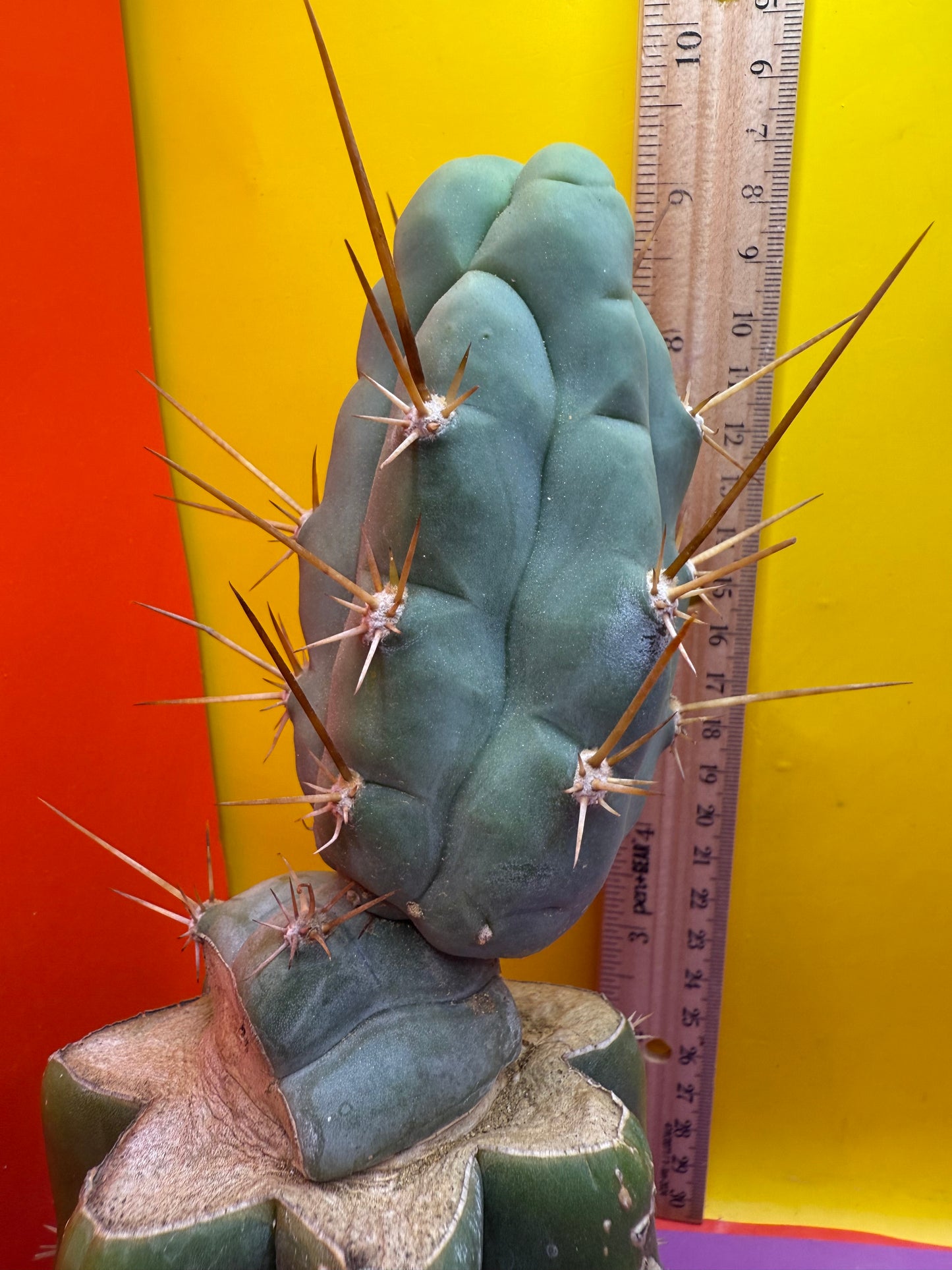 Bruce’s dragon graft