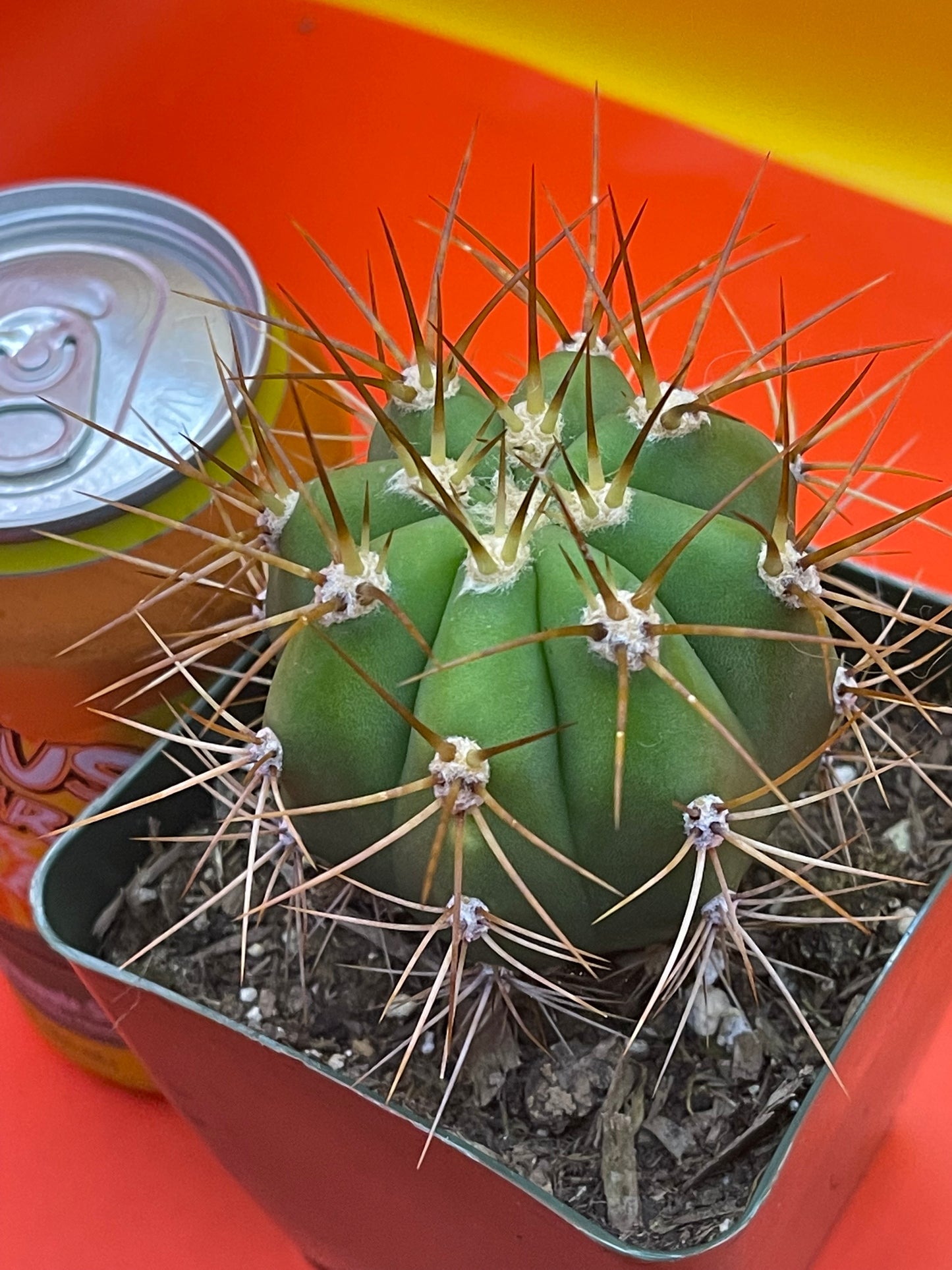 Trichocereus Terscheckii !!