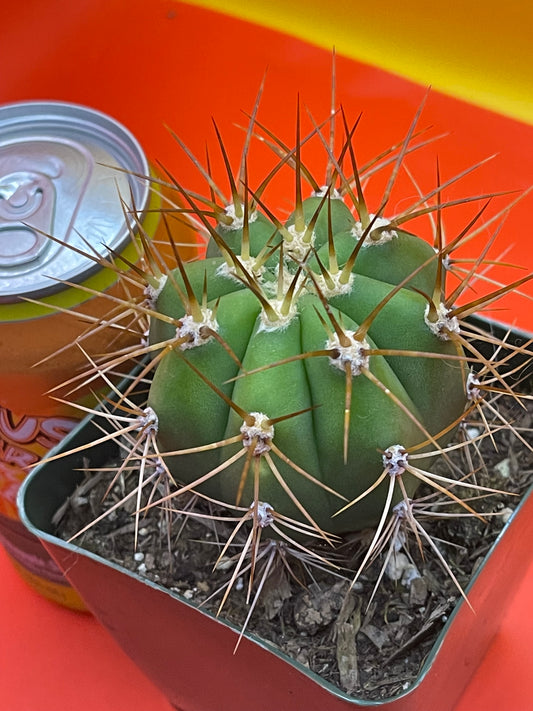 Trichocereus Terscheckii !!