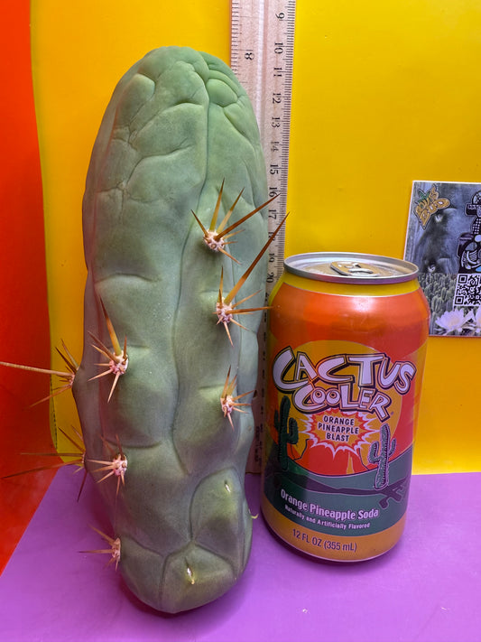 Big Thic Bruce’s Dragon 🐉