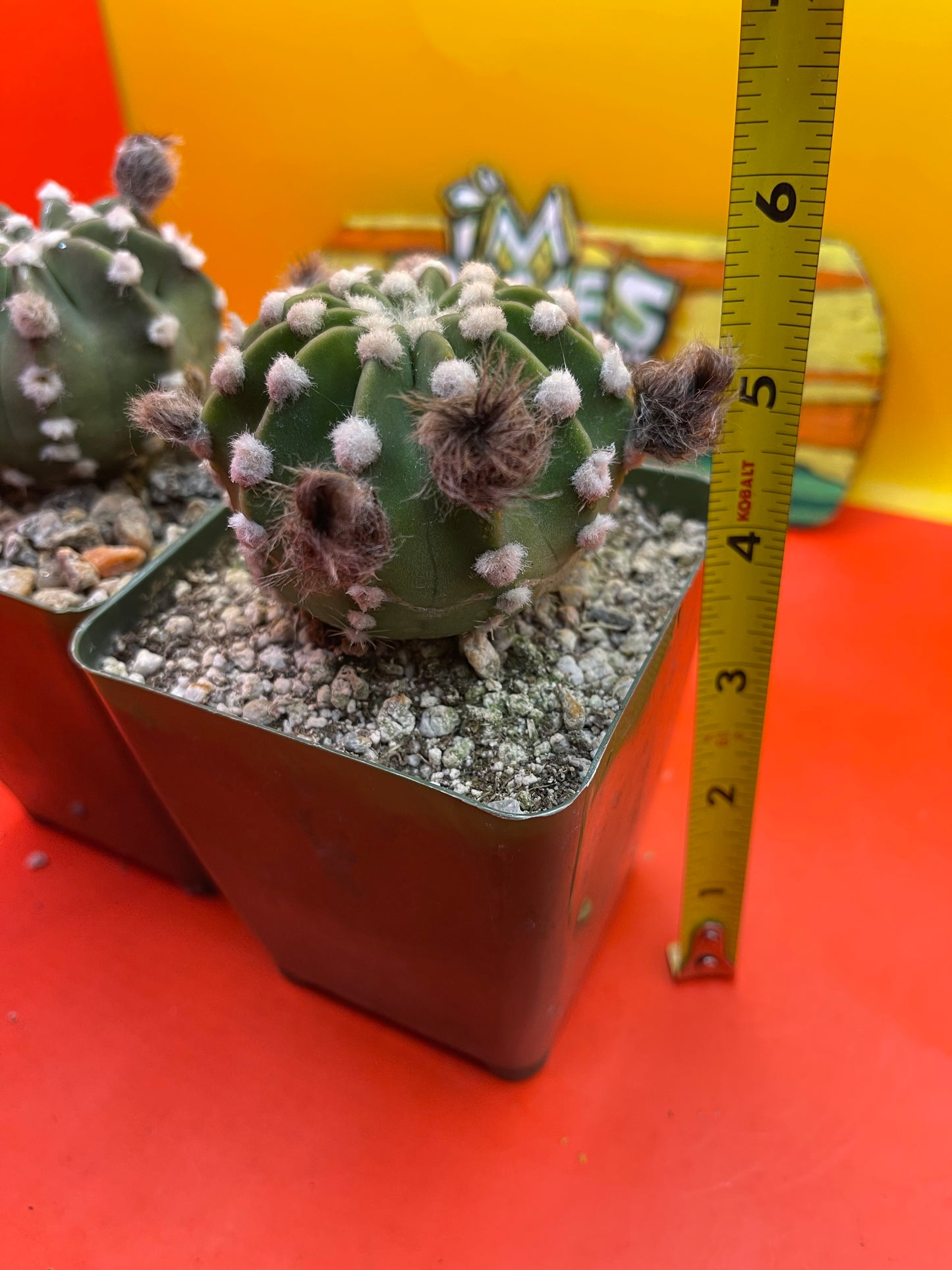 Echinopsis domino