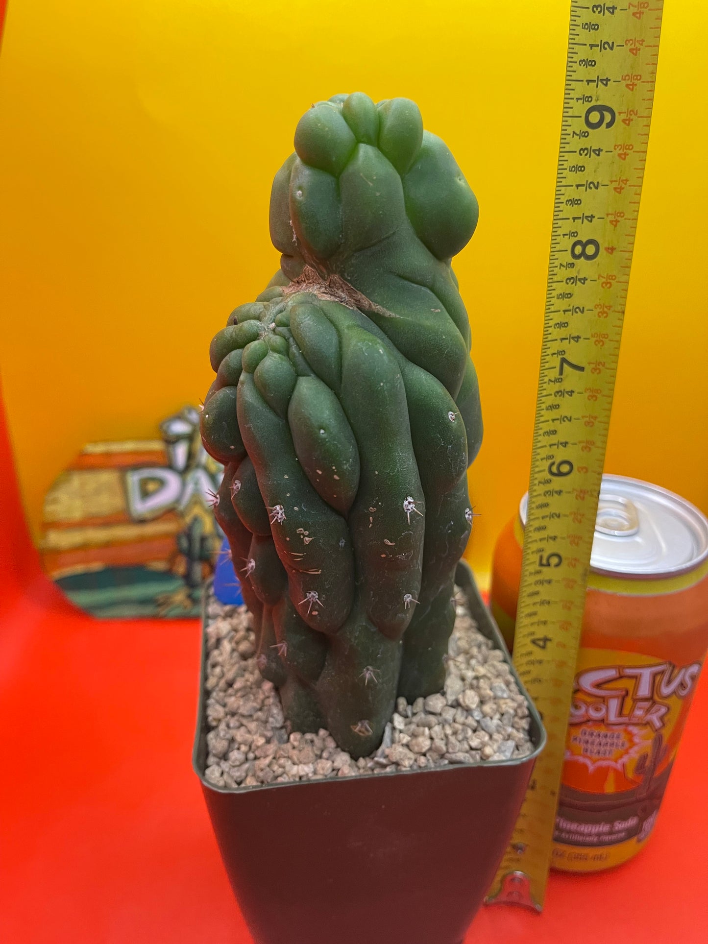 TPM CACTUS