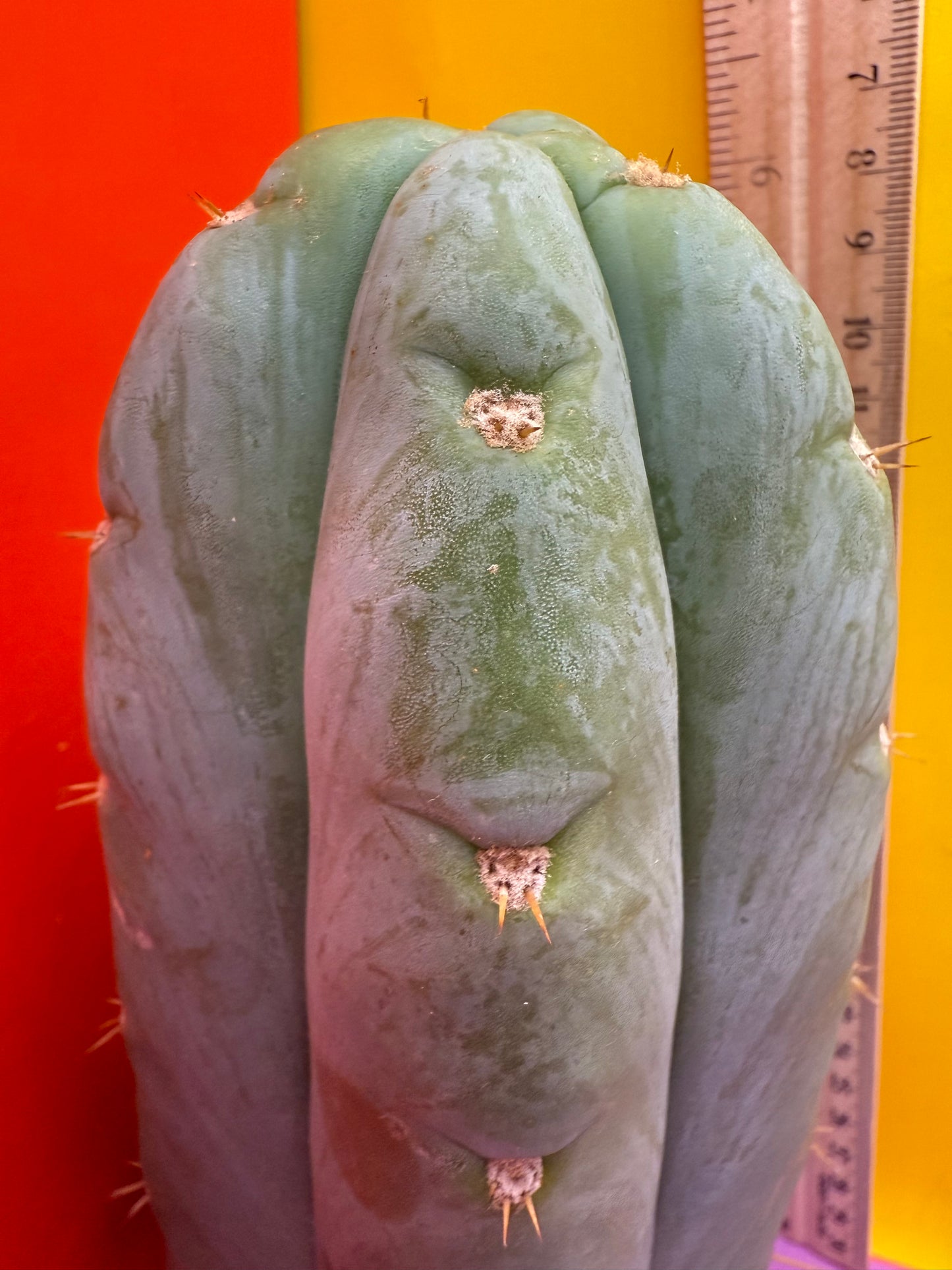 HBG 18568 Trichocereus huanucoensis