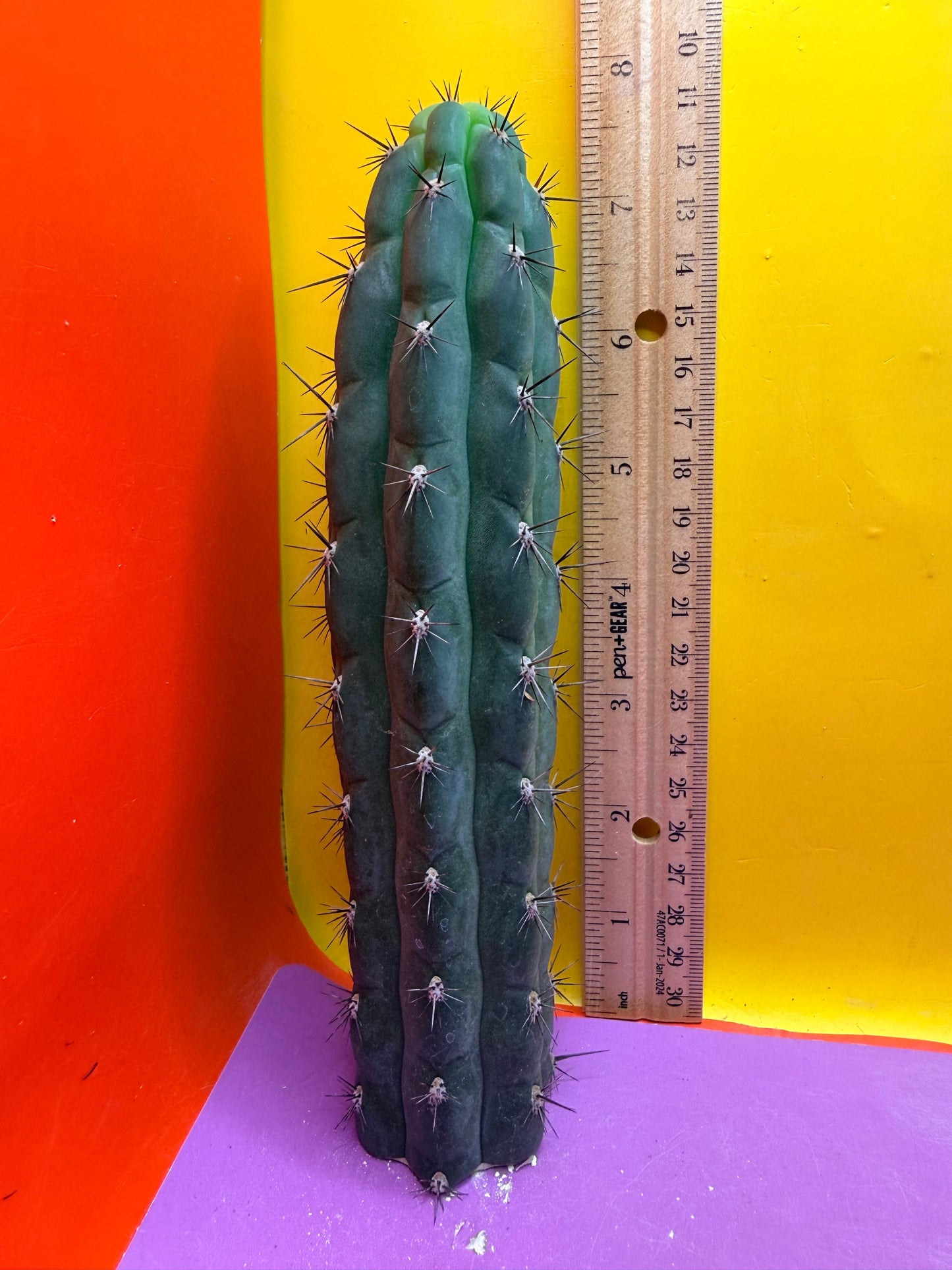 TRICHOCEREUS CHALA !