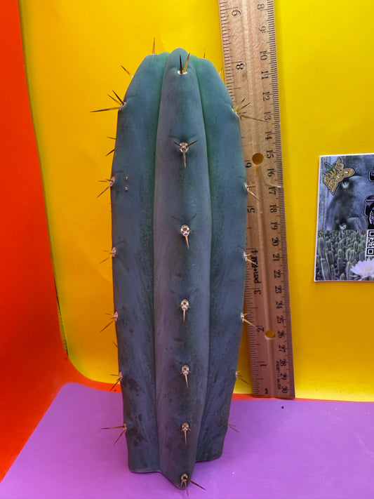 ‘Chavín de Huantar’ Trichocereus santaensis