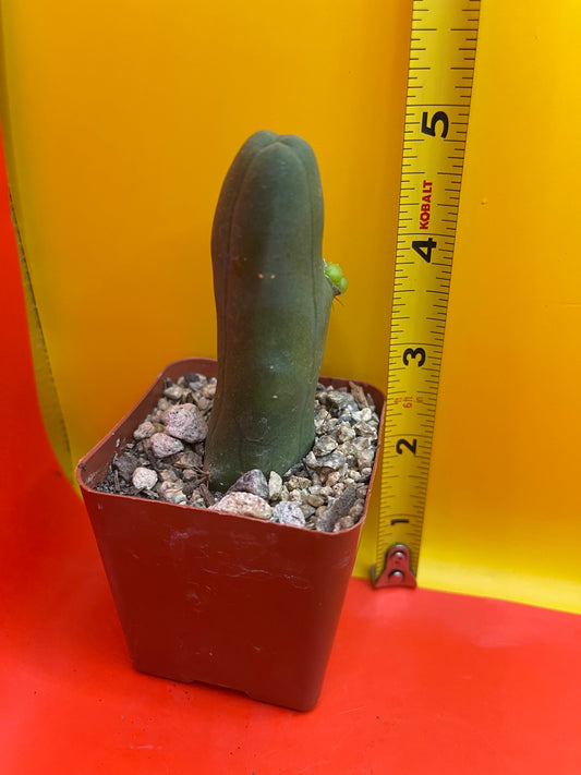 Tbm CACTUS!!