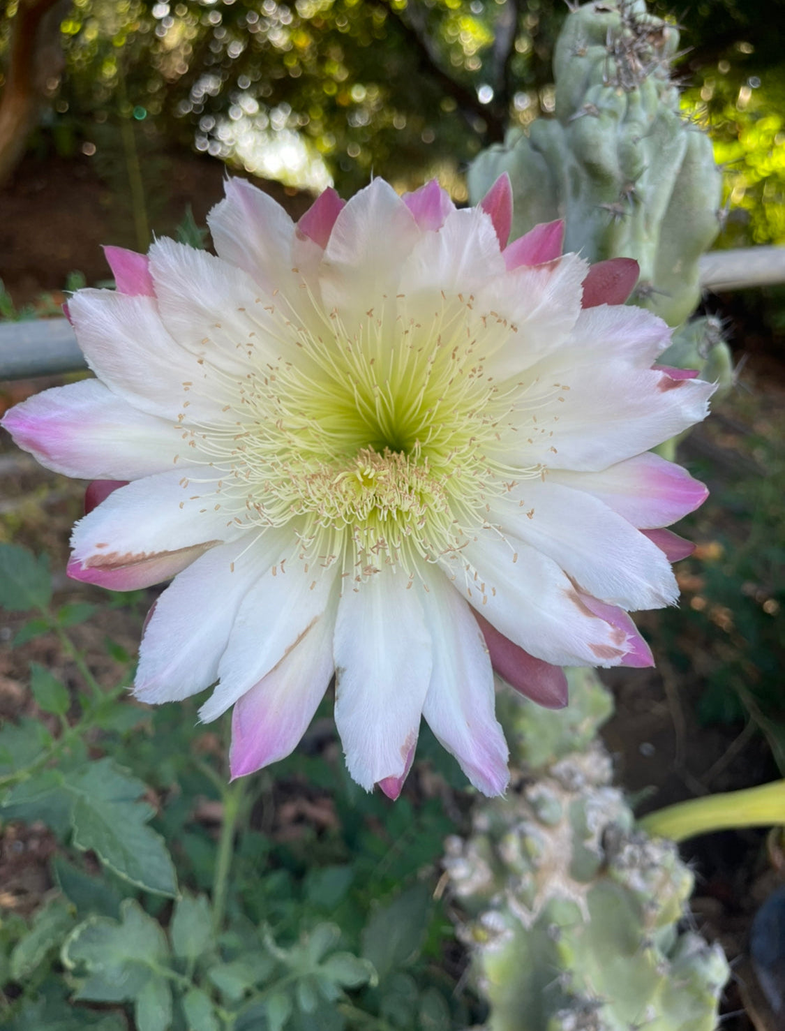 Cereus monstrose - pack of 100 seeds  !