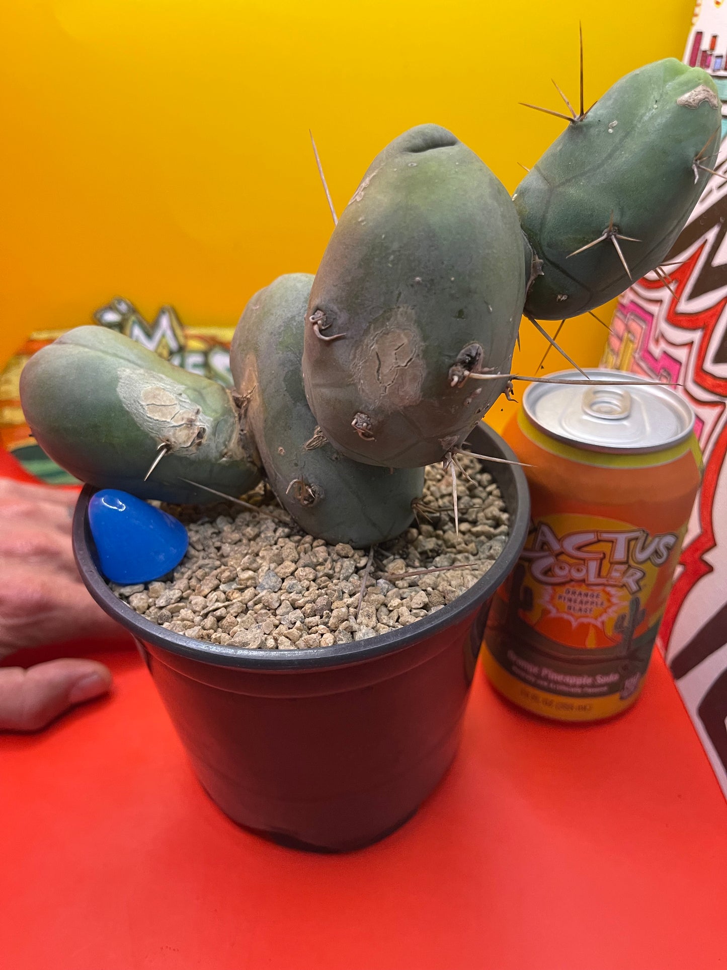 Tbm cactus