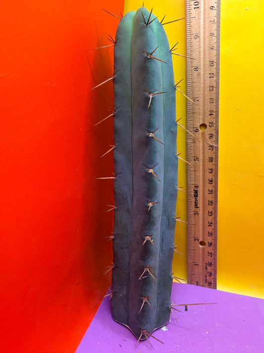 EL SERPIEÑTÉ reverted !