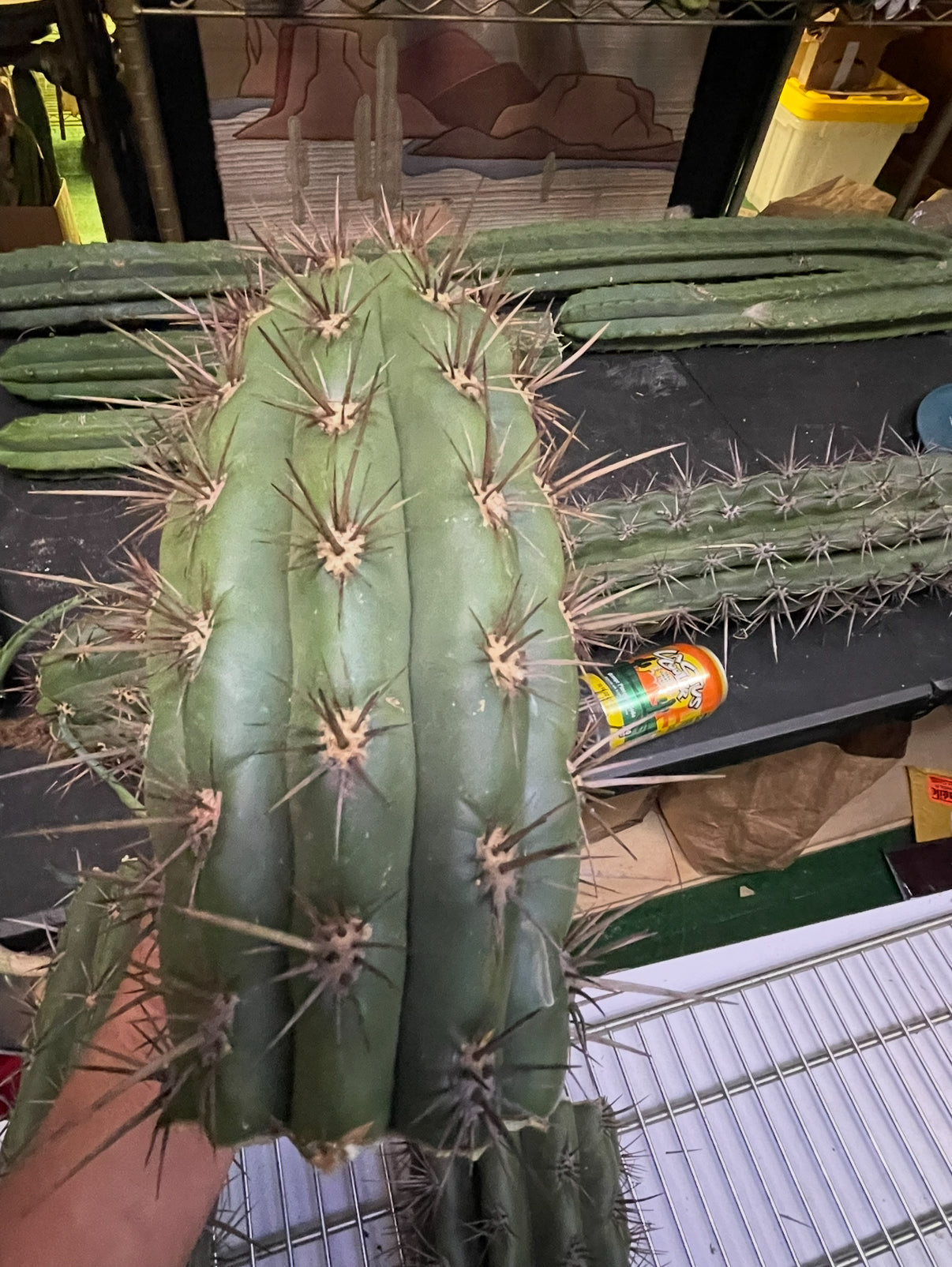 FREE TRICHOCEREUS TACAQUIRENSIS SEEDS !