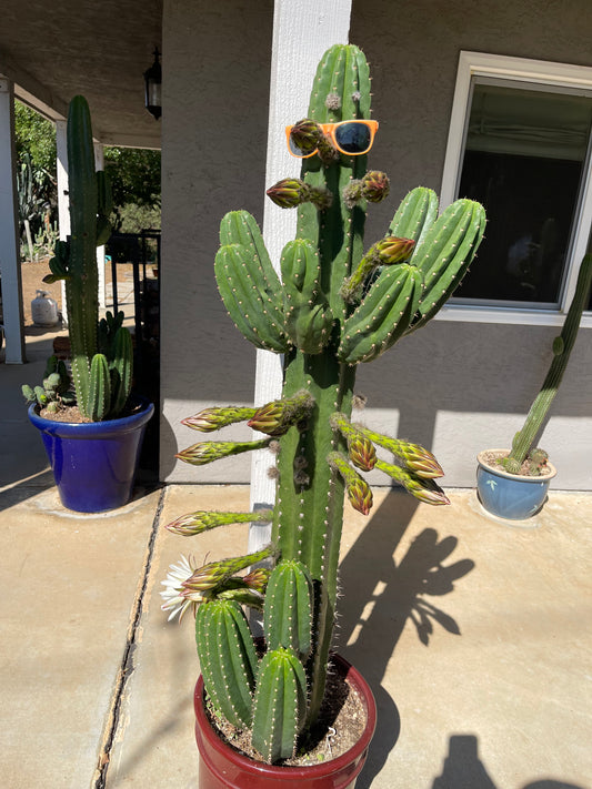 CACTO HEBRIDO cactus cutting ! The second Picture  shows cutting for sale