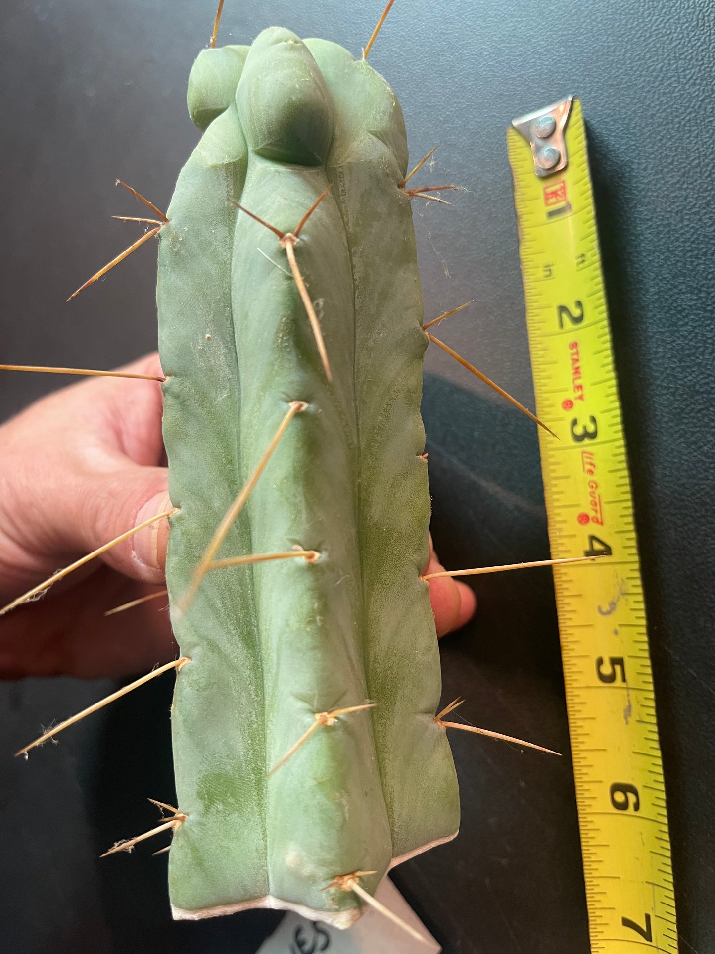 “SON OF RON” trichocereus bridgesii