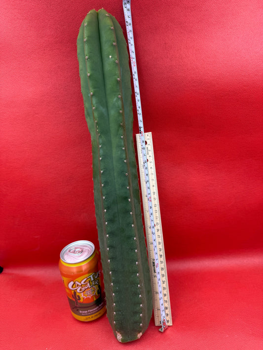 “CAHUILLA” 18 inches+ !!!!