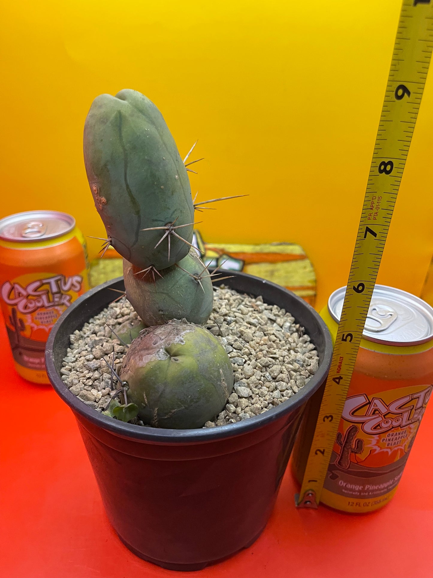 TBM cactus for sale