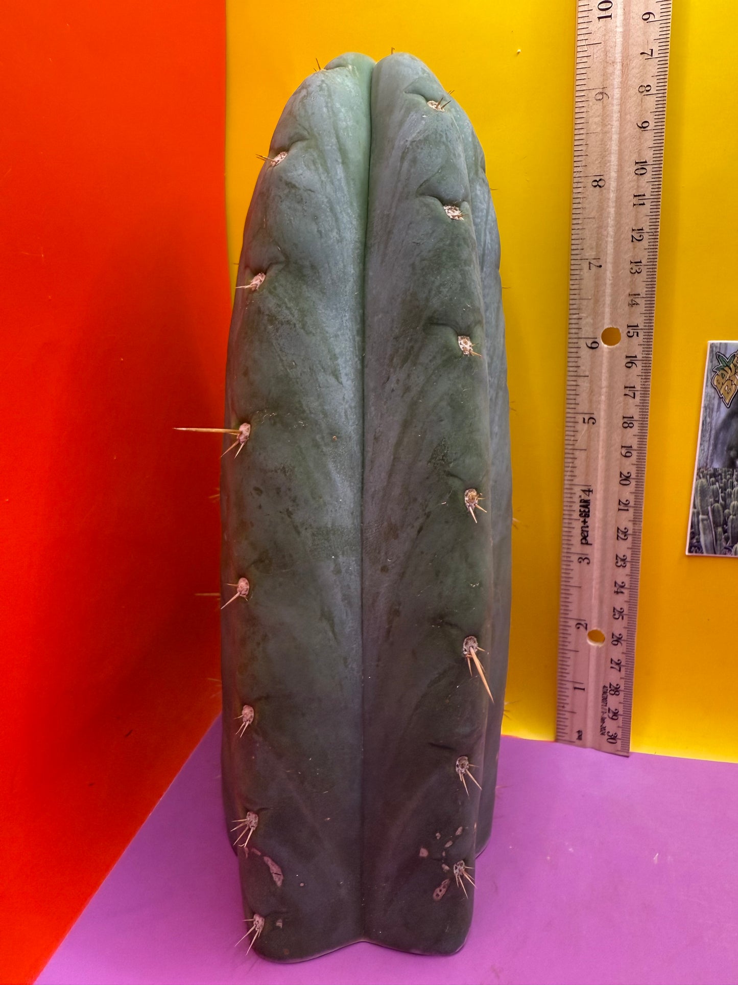 HBG 18568 Trichocereus huanucoensis