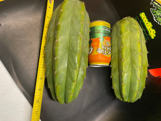 2 - 4” thick tips ! Big fat San Pedro cactus