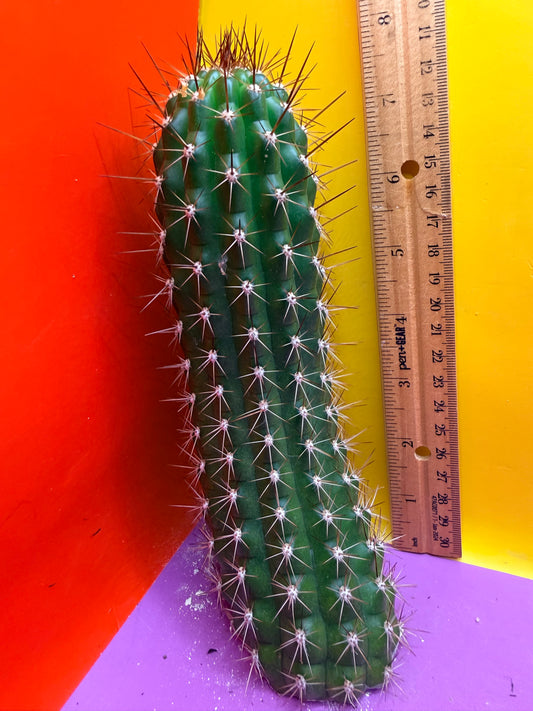 Trichocereus thelegonus