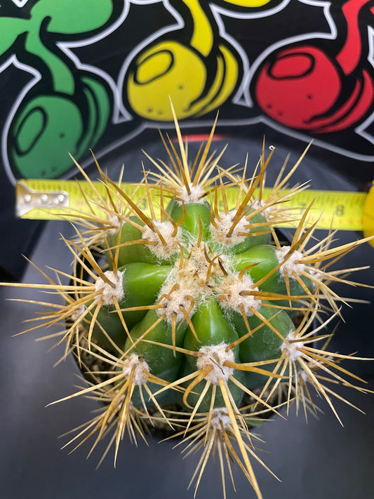 Terscheckii!! - one of the largest San Pedro cactus 🌵!comes in a 6” wide pot