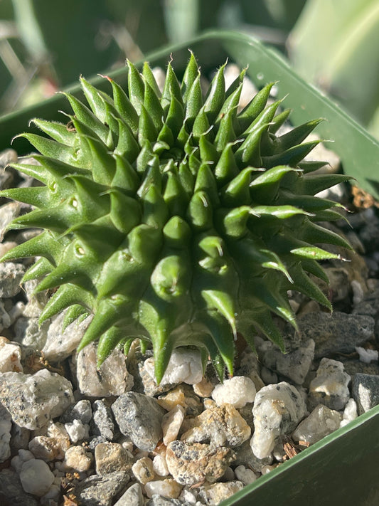 Euphorbia susannae