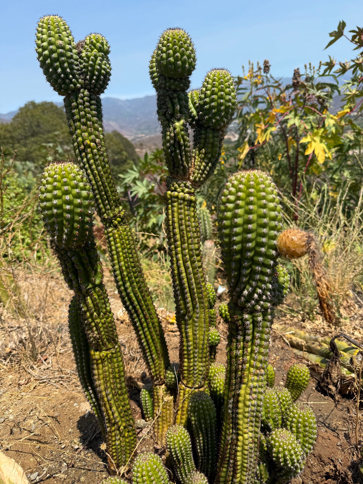 Trichocereus Brevispinulosus x Cahuilla seeds