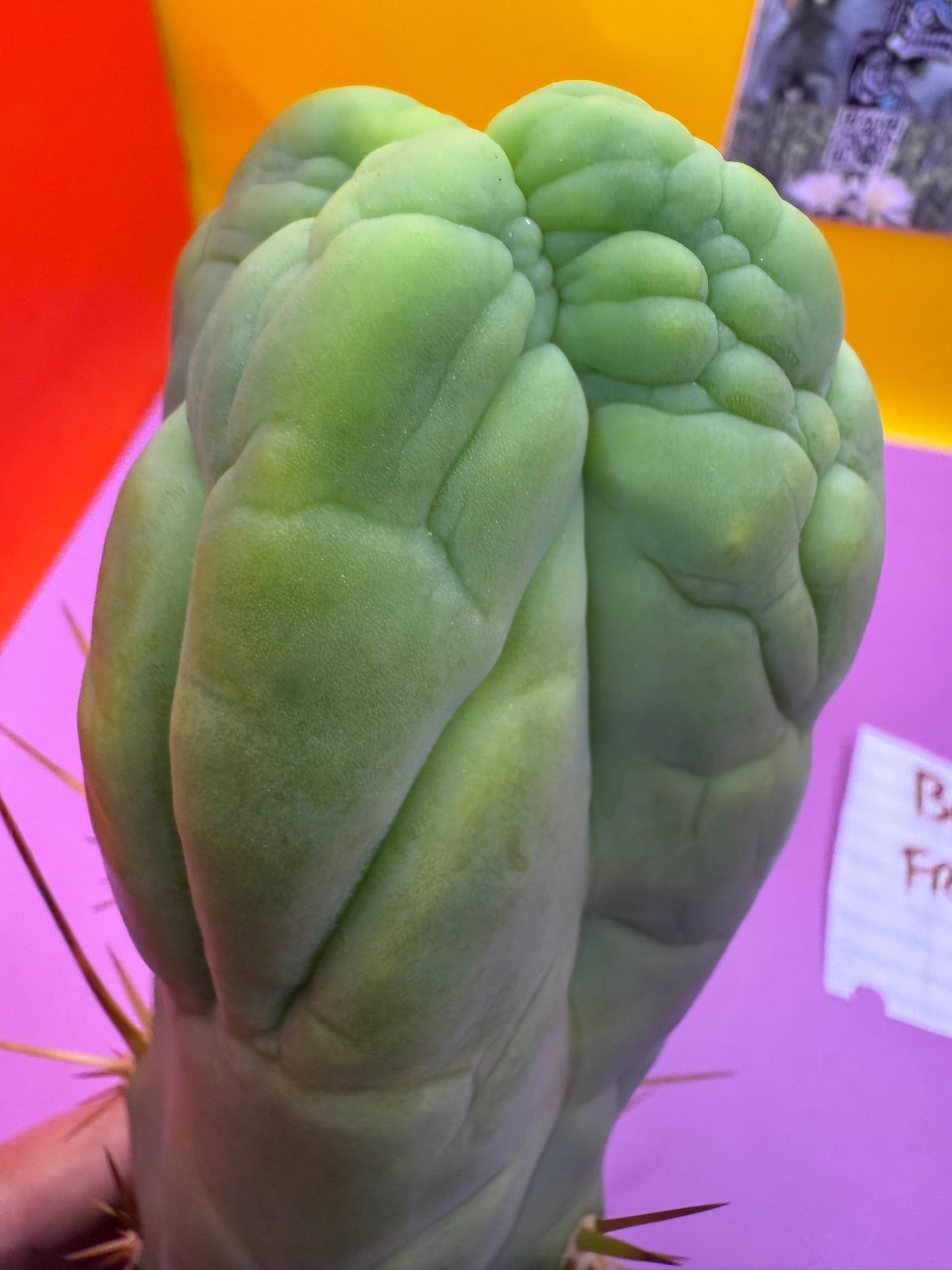 Bruce’s Dragon - almost 3” thick !