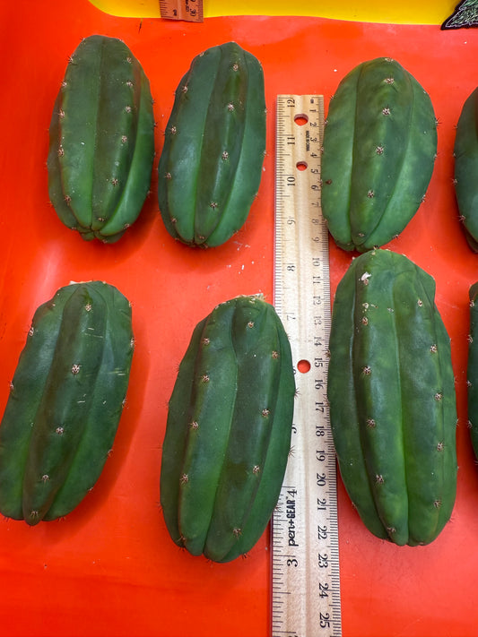 San Pedro Cactus !