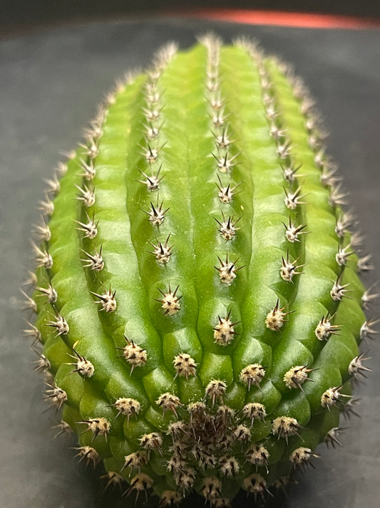 Trichocereus brevispinulosus