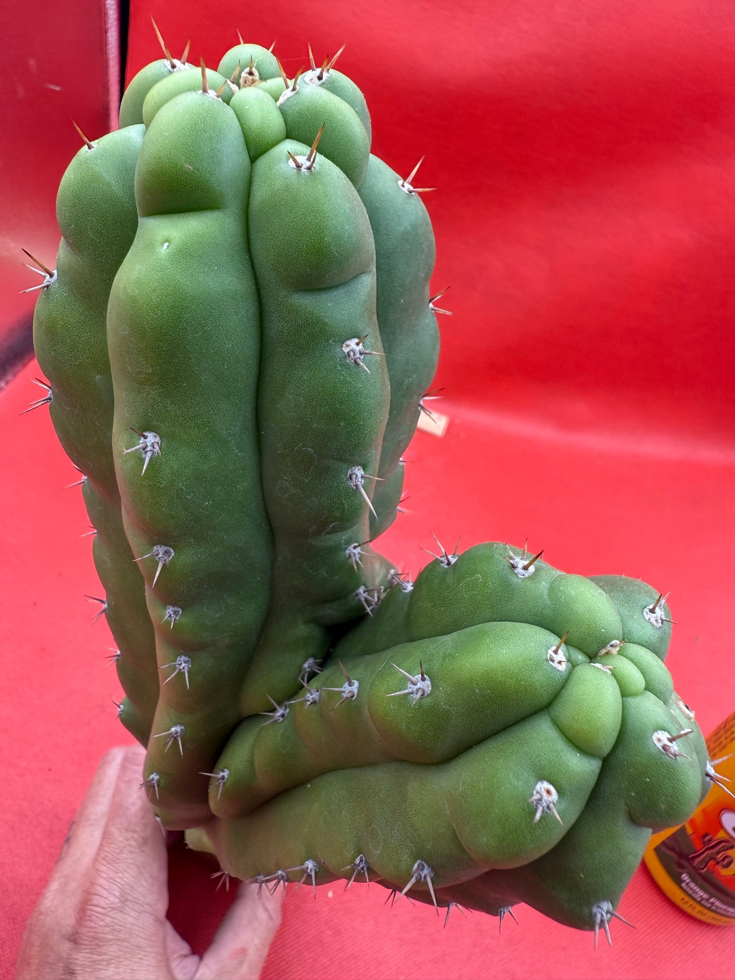 Dicot TPM !! Trichocereus Pachanoi monstrose