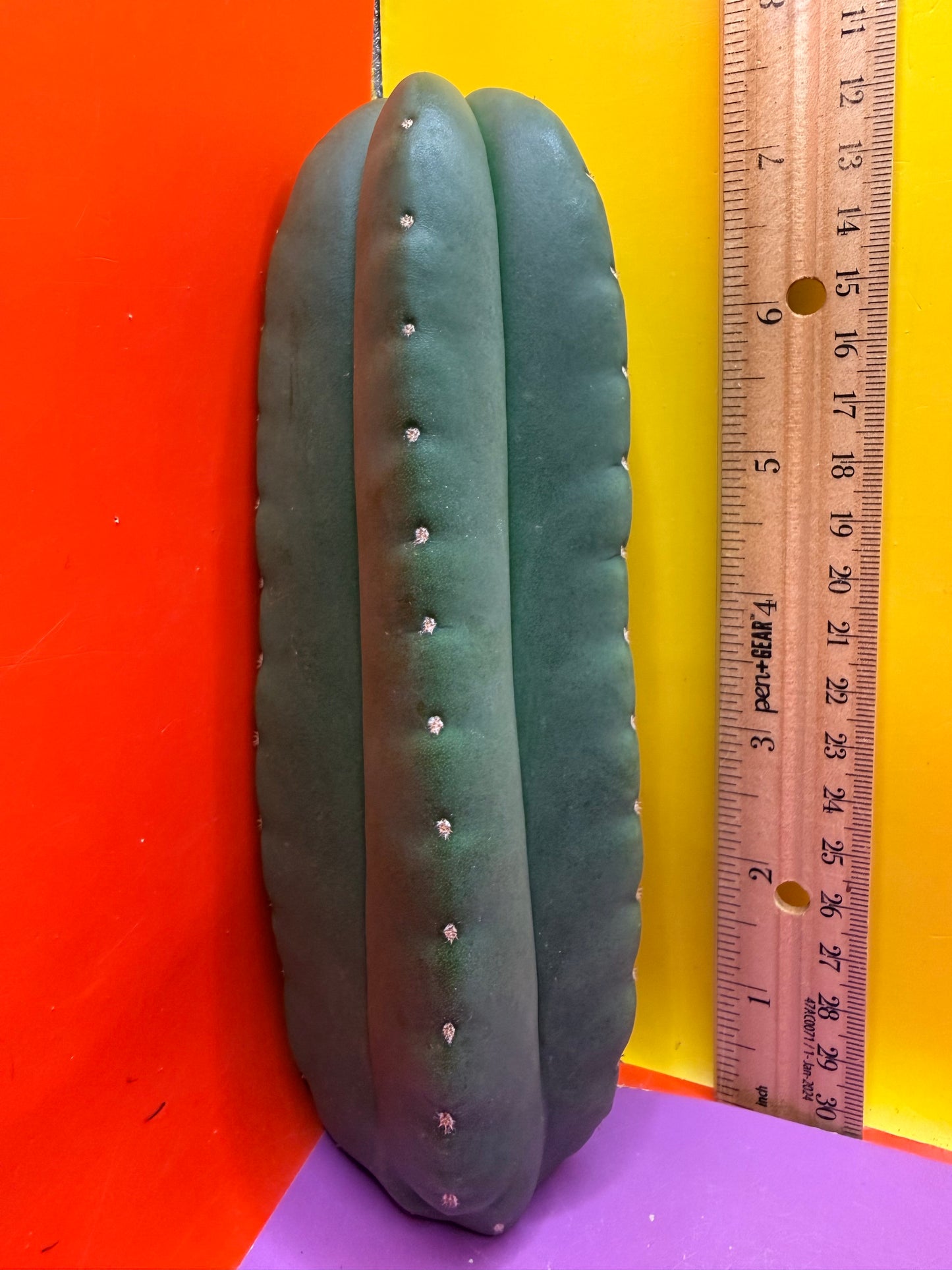 JUICE BOX 🧃! Trichocereus  Scopulicola