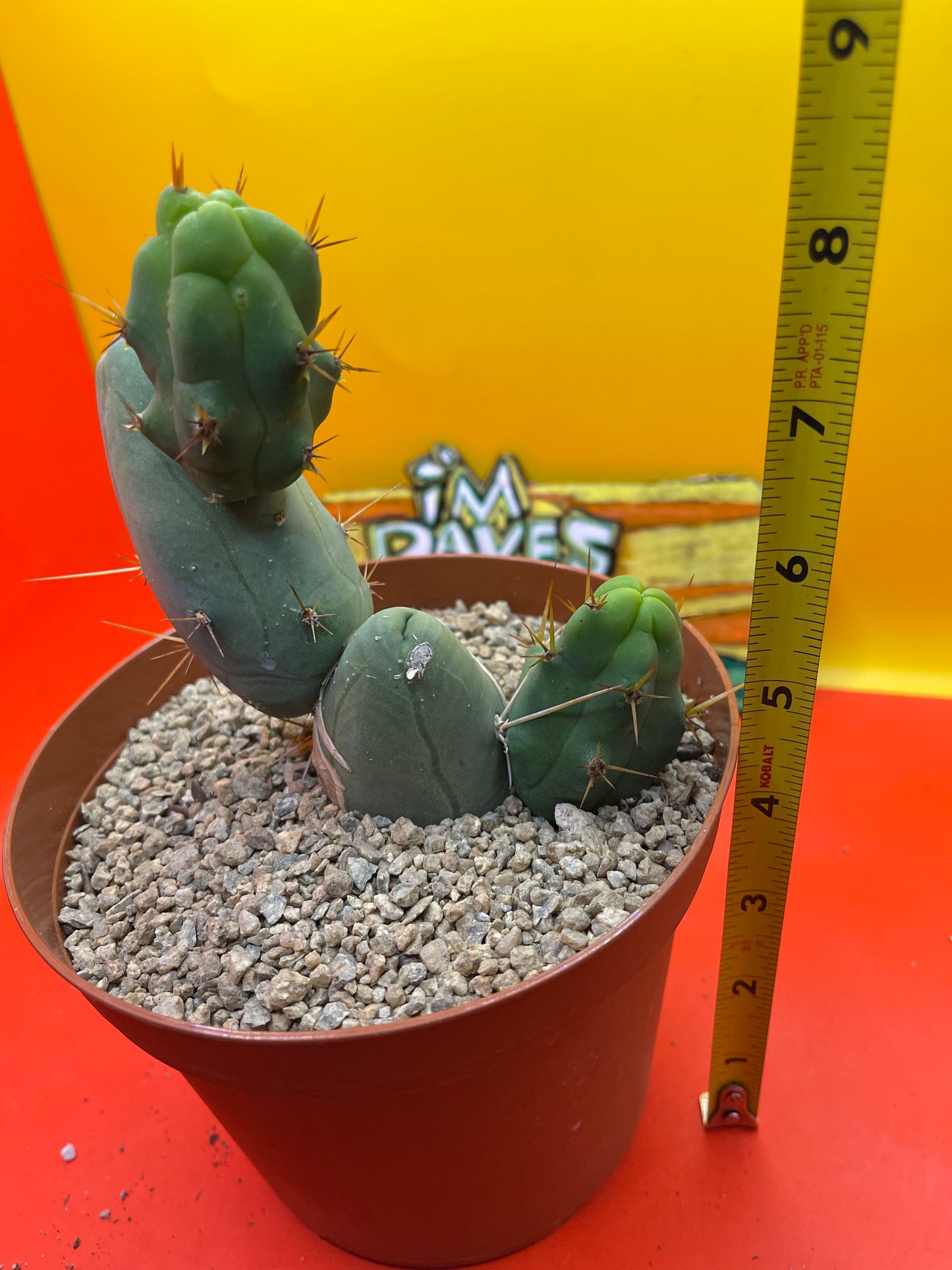 Penis cactus !