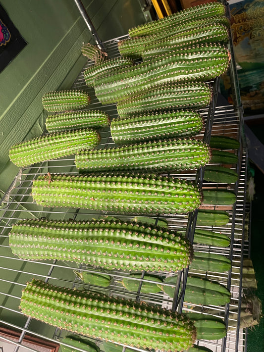 trichocereus brevispinulosus