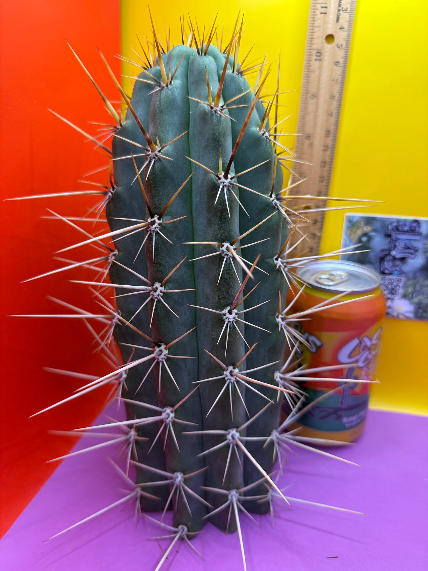 HUGE “SWAMP THING”trichocereus Cultivar !! Super thick