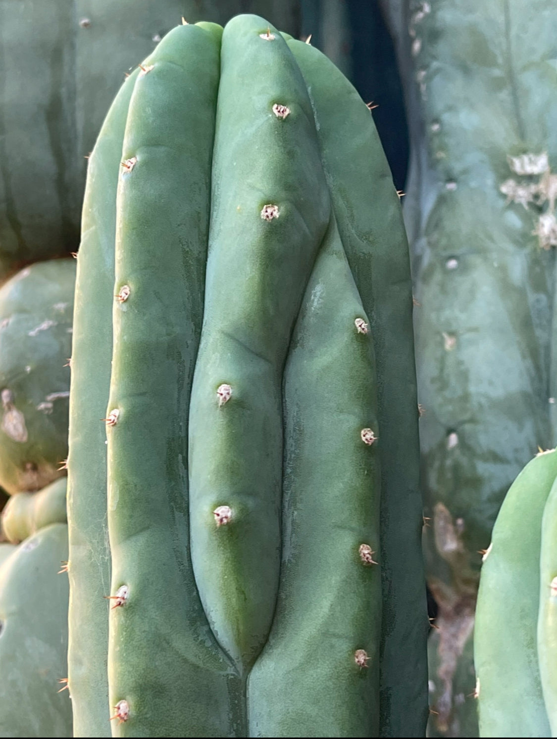 Cahuilla Seeds