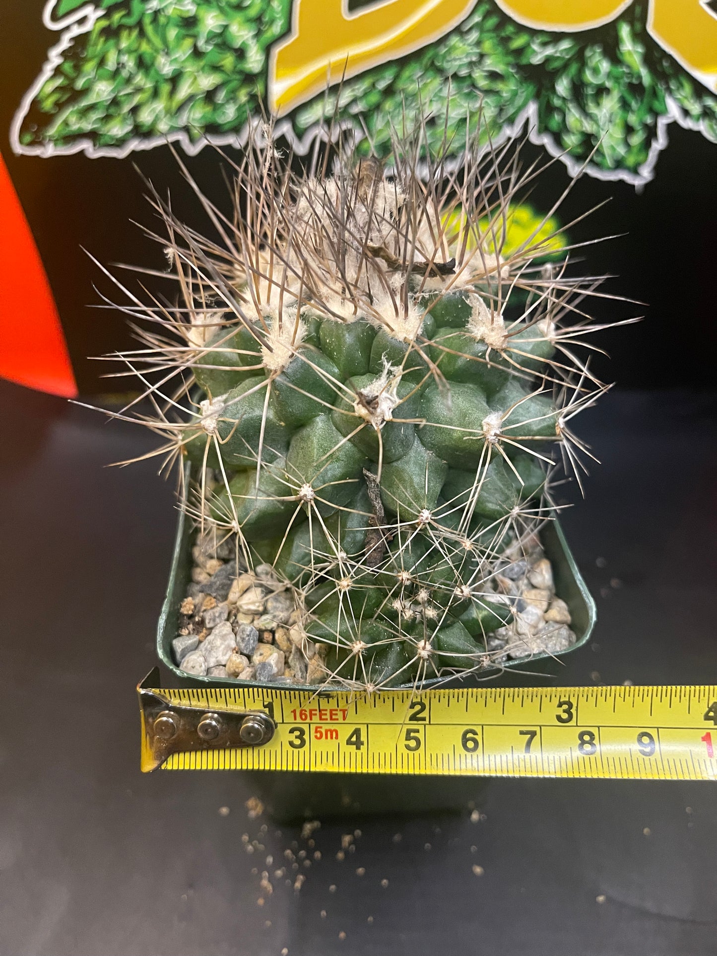 FAT copiapoa paposoensis with pup !