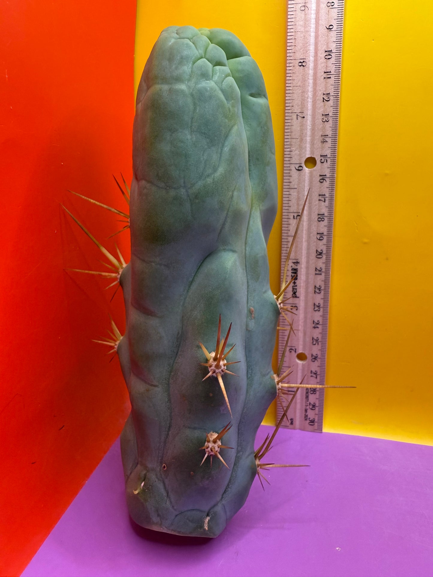 Big Thic Bruce’s Dragon 🐉