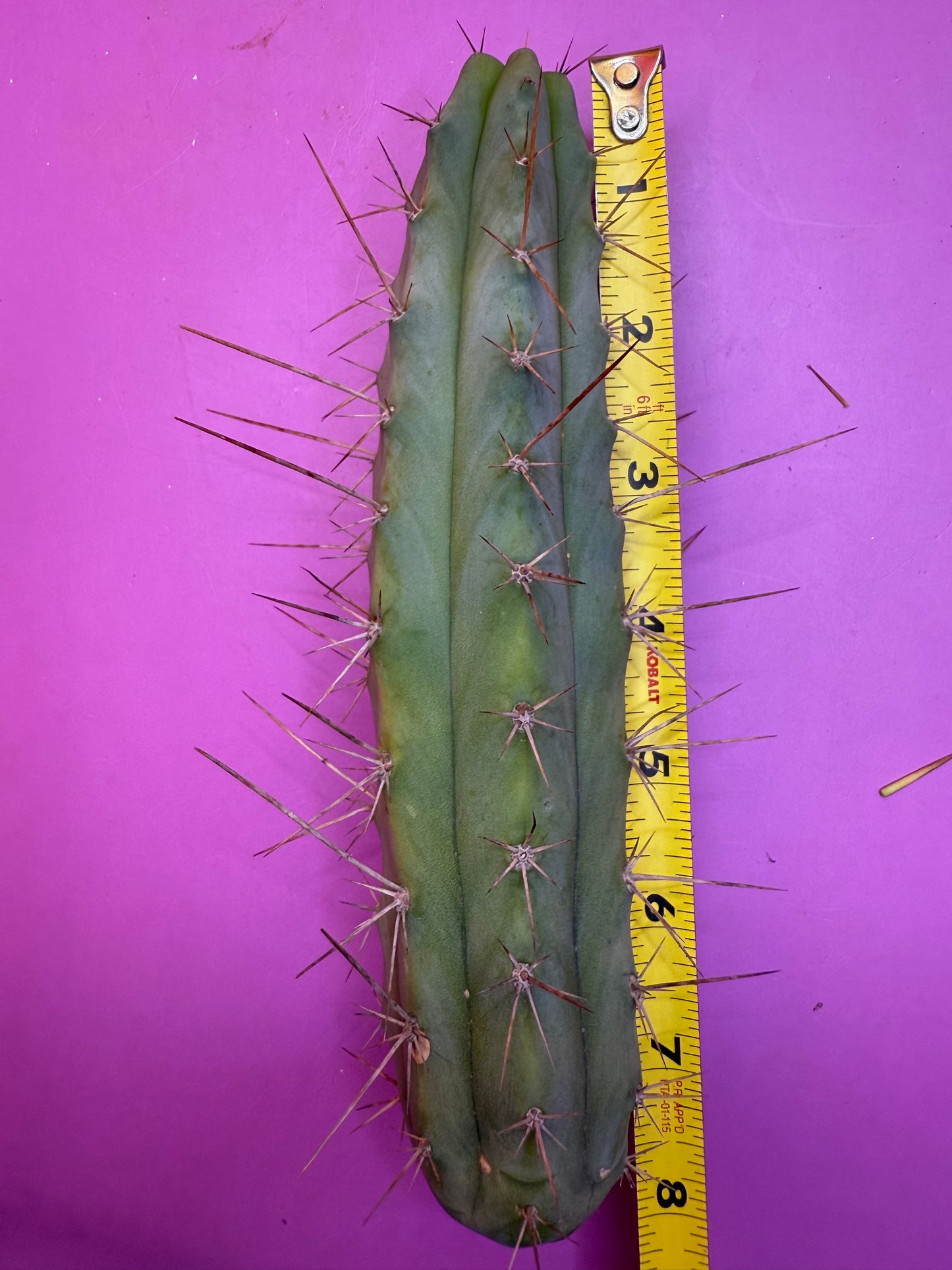 “MINI ME” trichocereus bridgesii