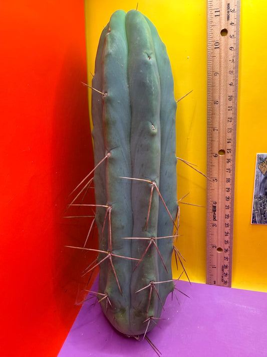 Bald BRIDGESII “LMA” La Mirada Angelo