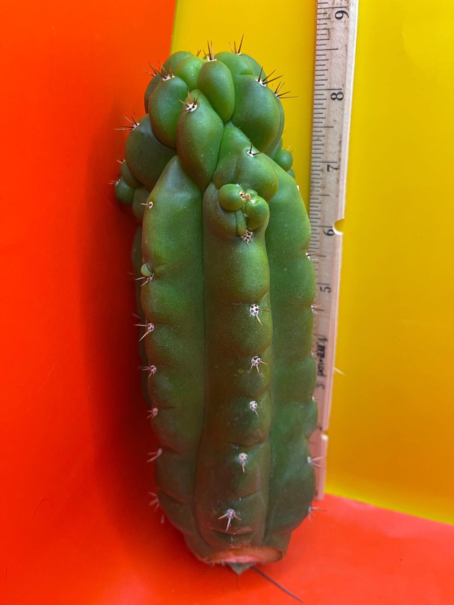 Monstrose San Pedro cactus growing arms n branches !