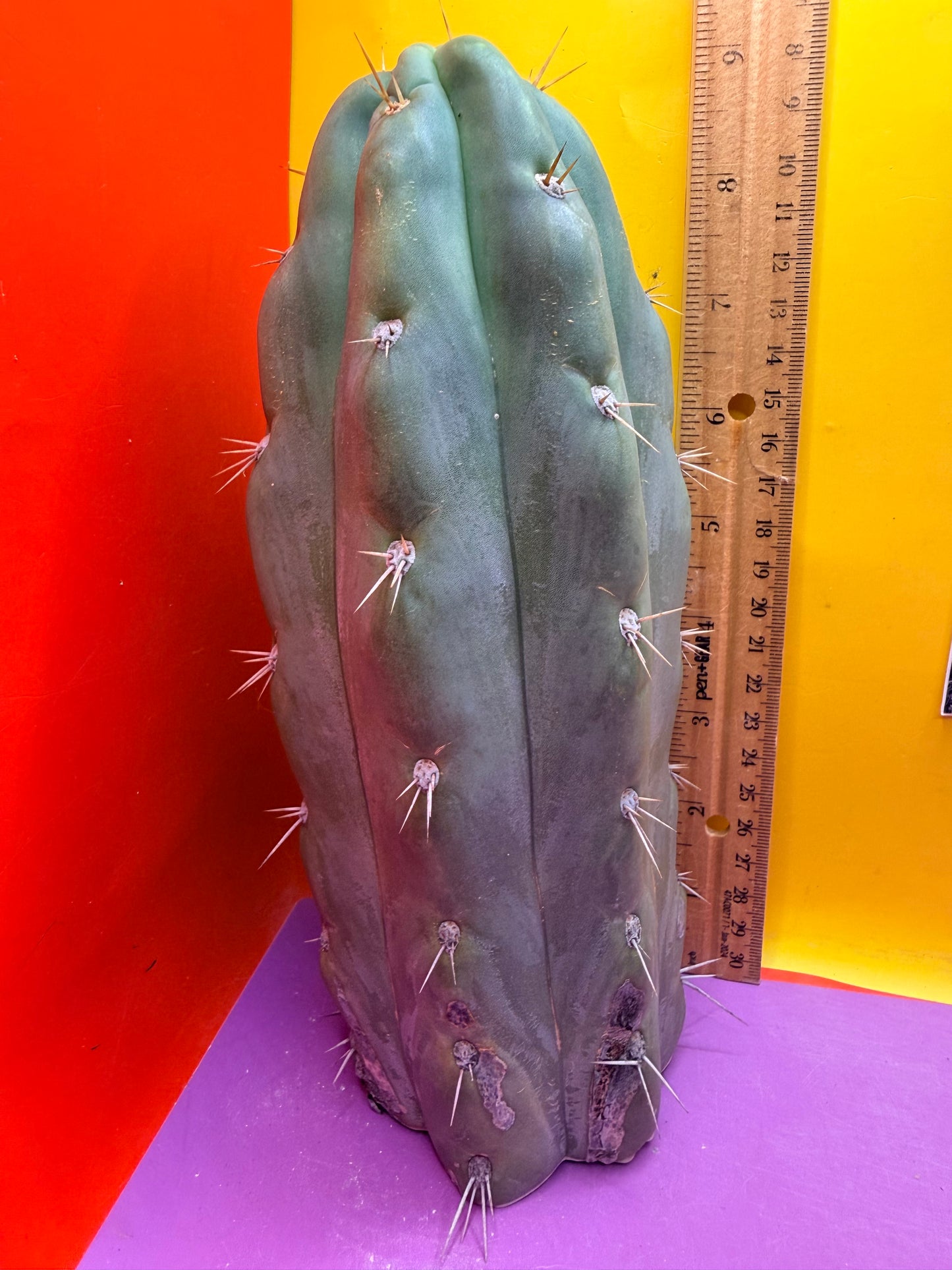 SS03 !!! TRICHOCEREUS