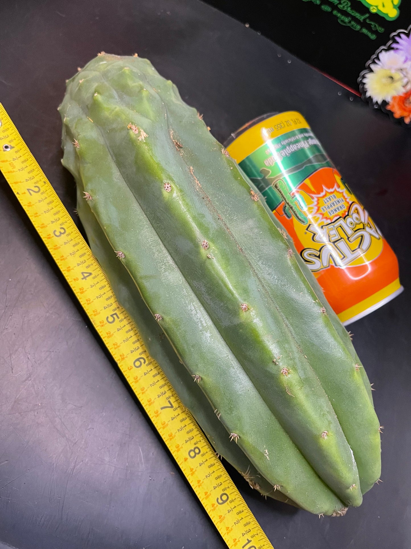 San Pedro cactus cutting