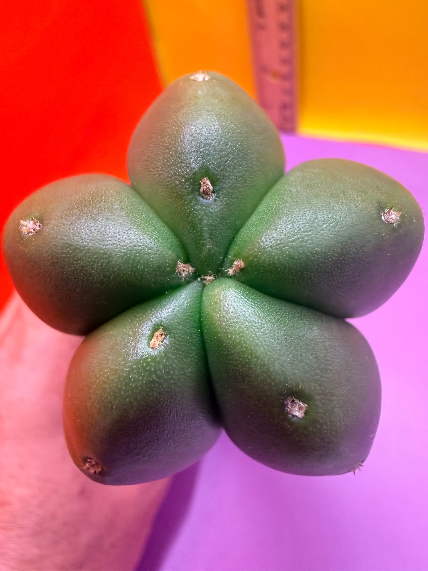 JUICE BOX 🧃! Trichocereus  Scopulicola