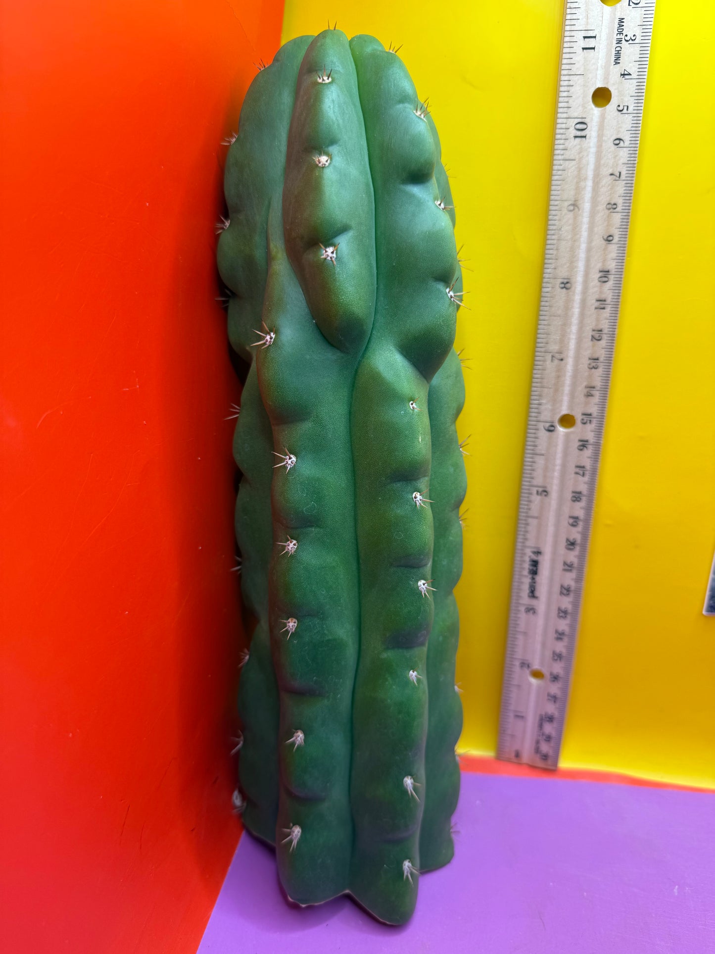 TPM ! Monstrose tricho