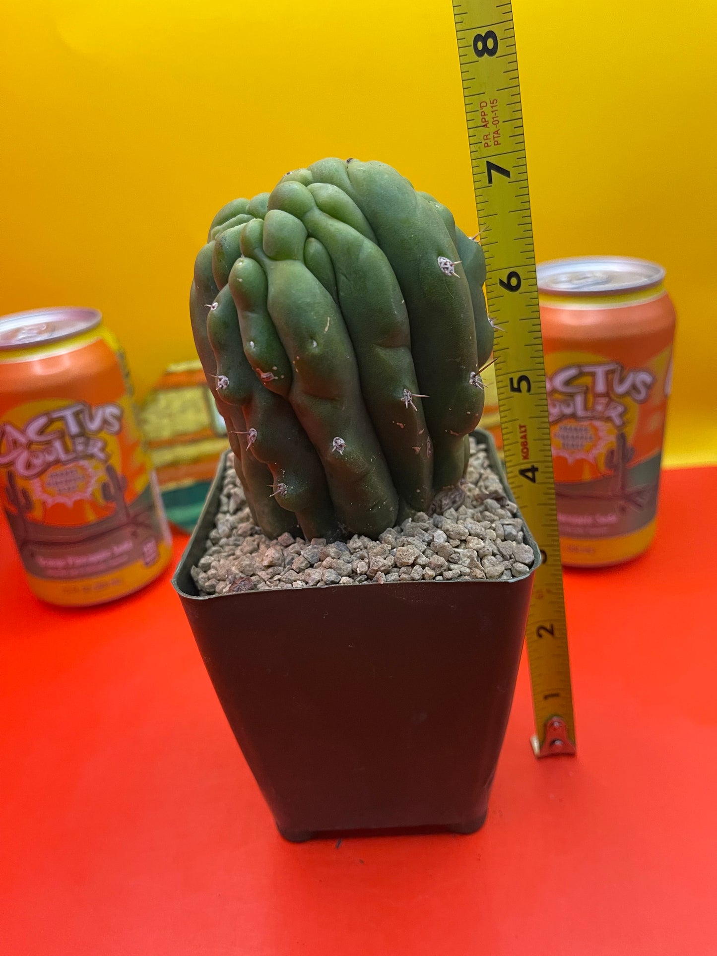 Monstrose San Pedro Cactus 🌵