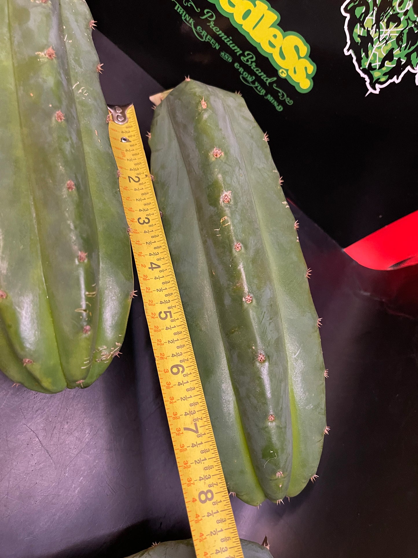 5 San Pedro cactus cuttings!