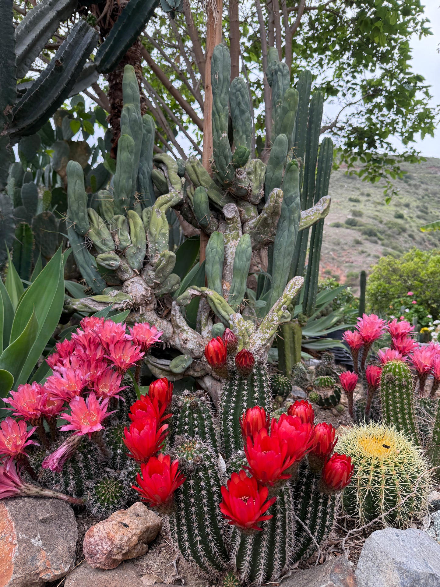 Red Lobivia purpureominiata seeds .
